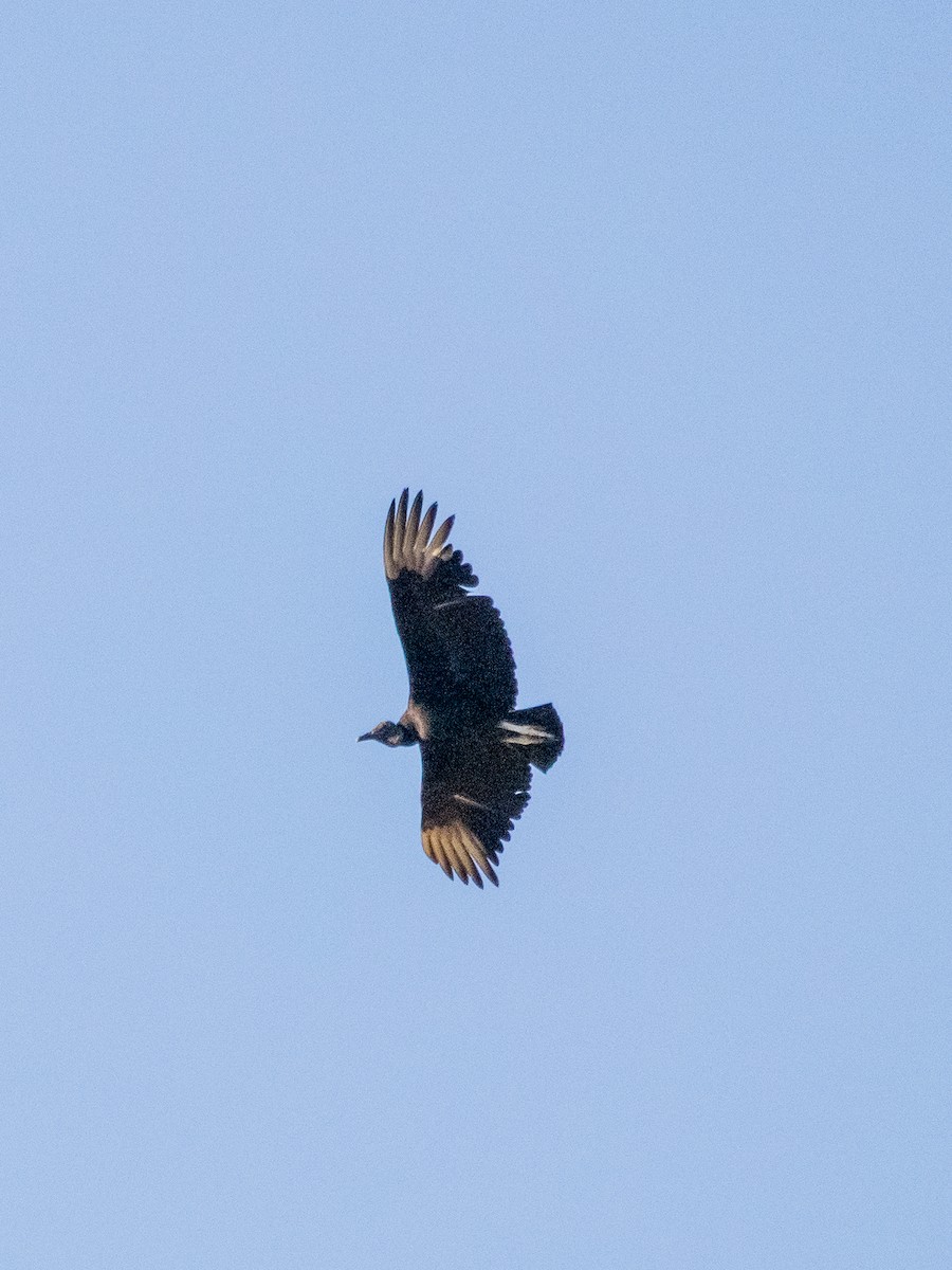 Black Vulture - ML618000579