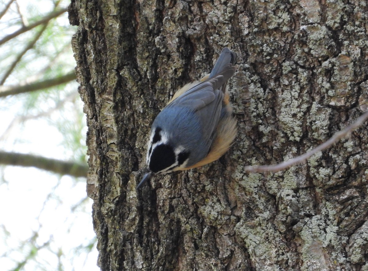 Red-breasted Nuthatch - ML618000583