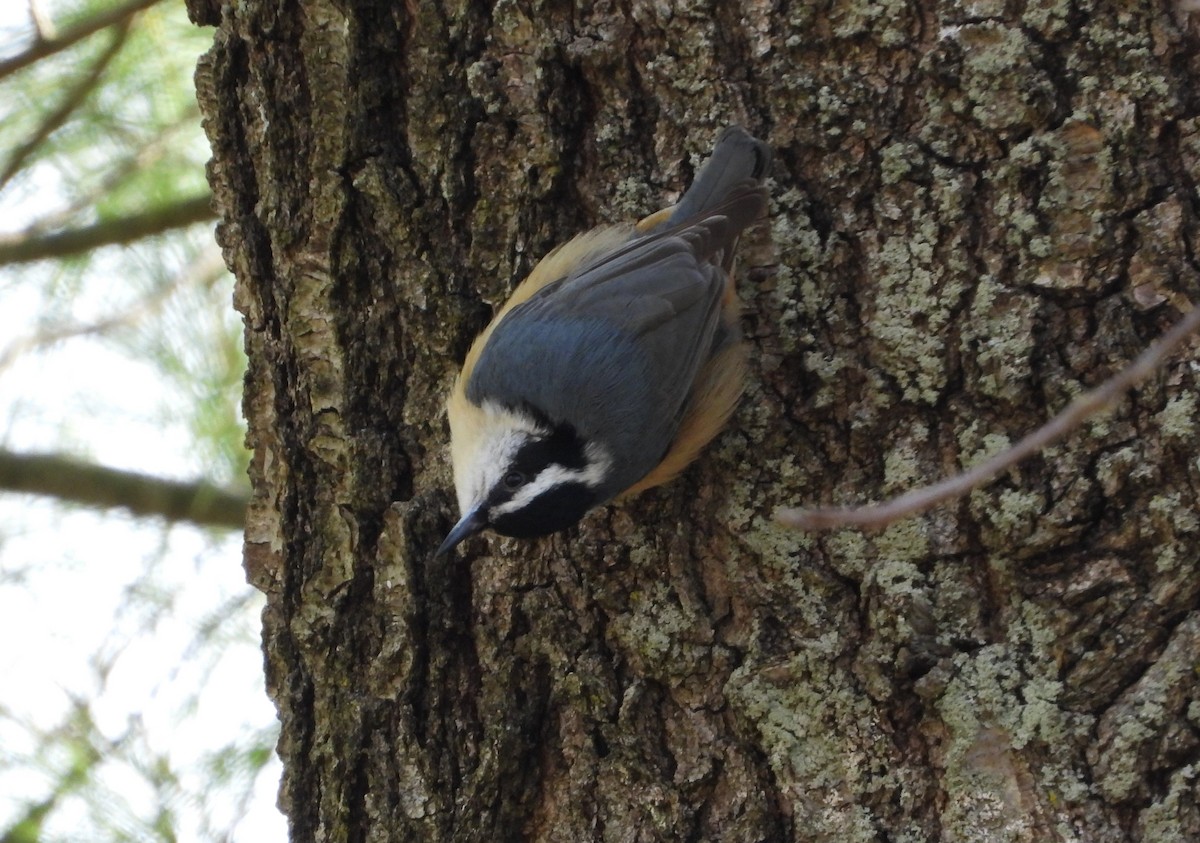 Red-breasted Nuthatch - ML618000584