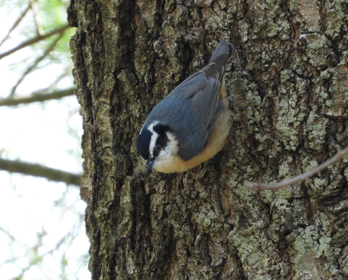 Red-breasted Nuthatch - ML618000585