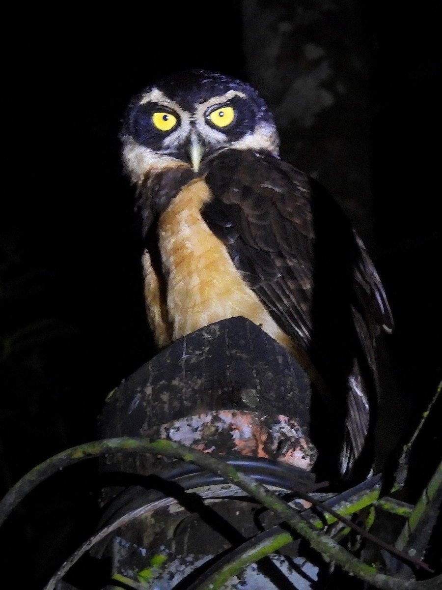 Spectacled Owl - ML618000635