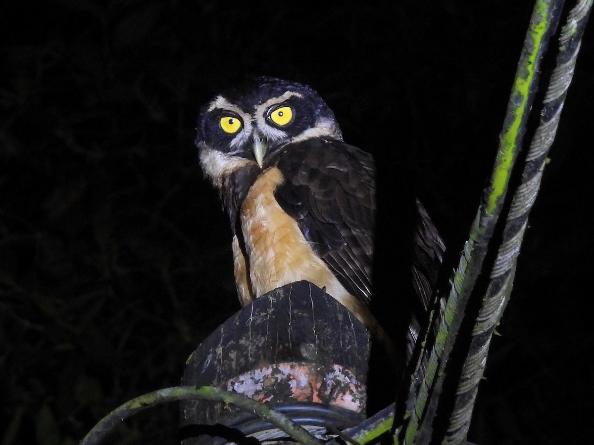 Spectacled Owl - ML618000636