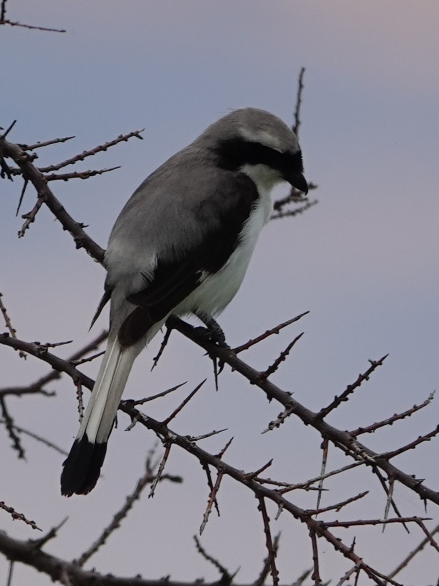 Gray-backed Fiscal - ML618000639