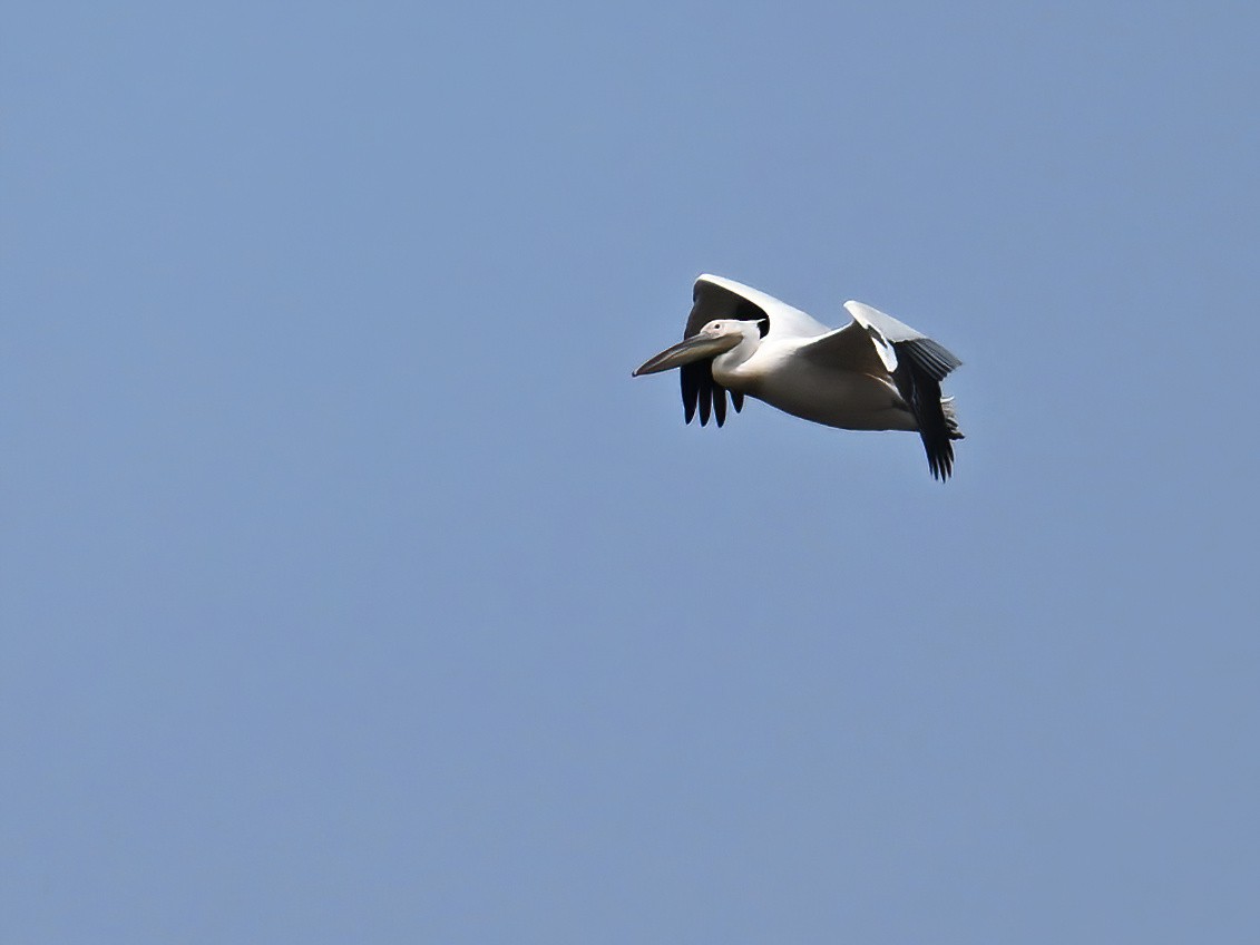 Great White Pelican - peng su