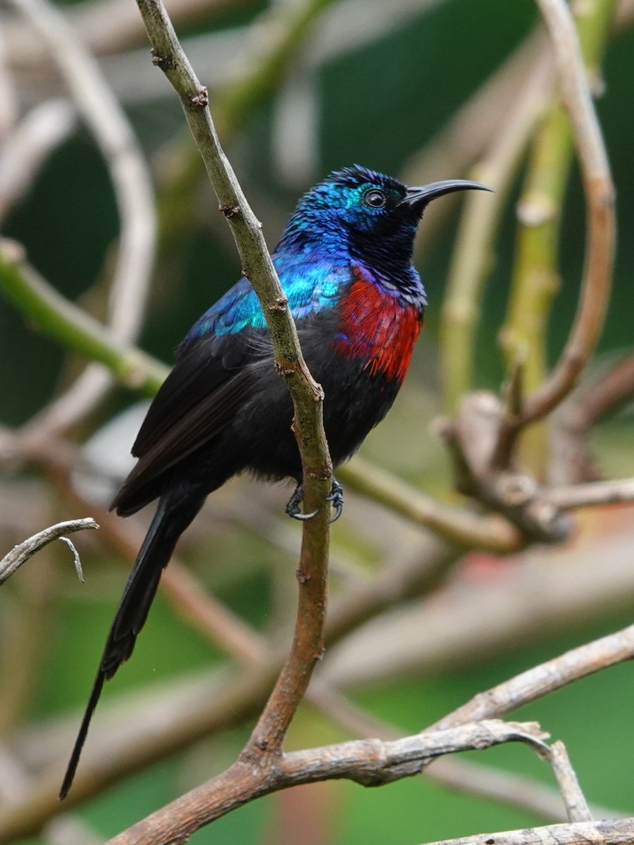 Red-chested Sunbird - ML618000660