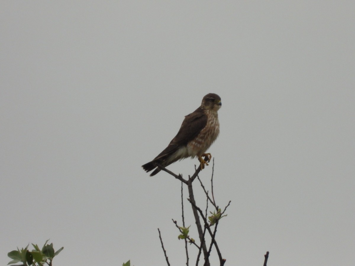 Red-tailed Hawk - ML618000702