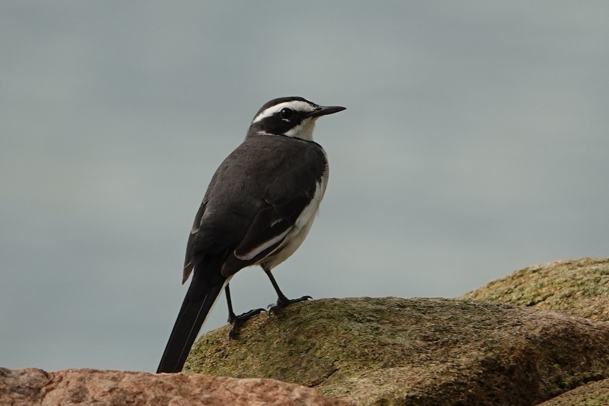African Pied Wagtail - ML618000705