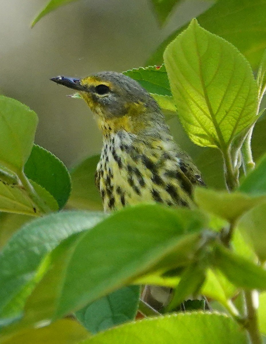 Cape May Warbler - ML618000749