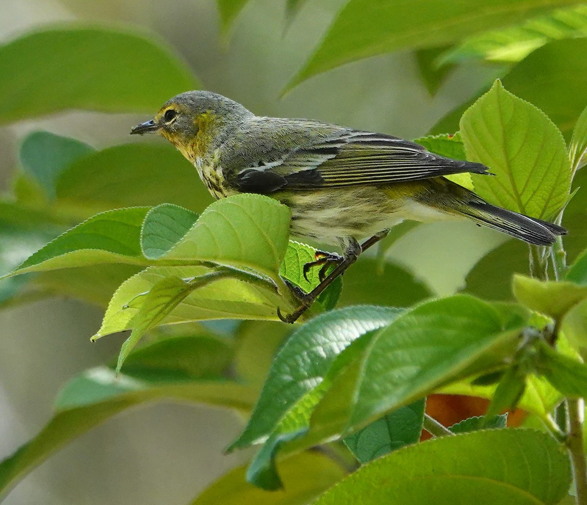 Cape May Warbler - ML618000750