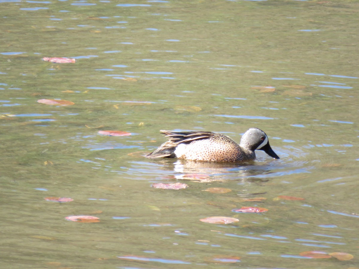 Blue-winged Teal - ML618000777