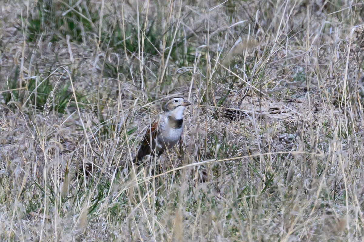 Thick-billed Longspur - ML618000810