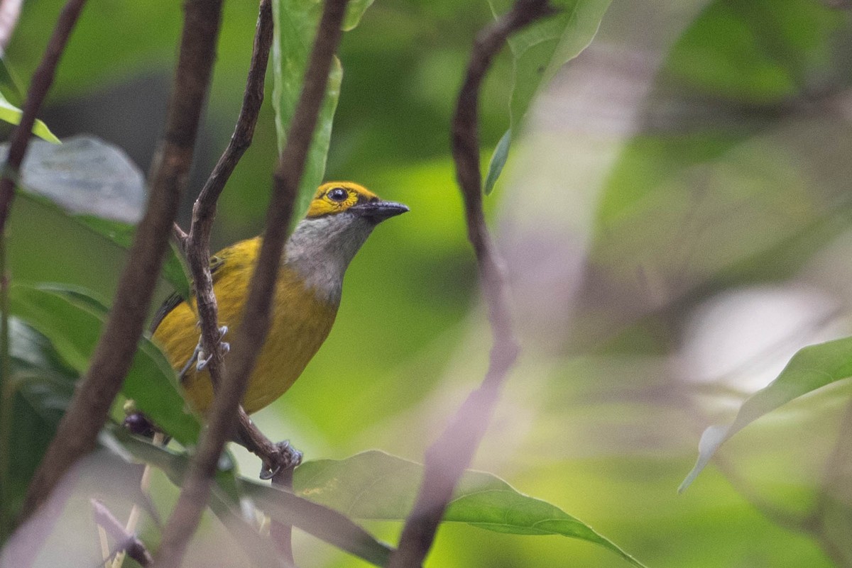 Silver-throated Tanager - ML618000830
