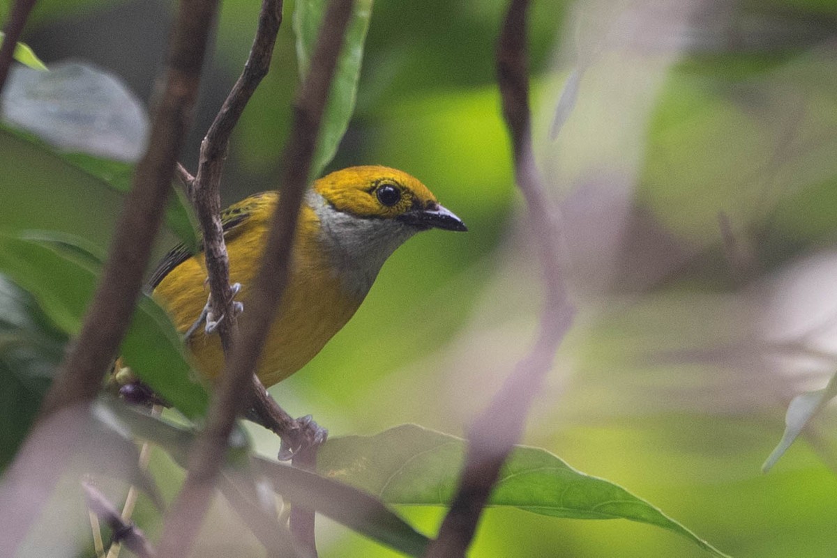 Silver-throated Tanager - ML618000831