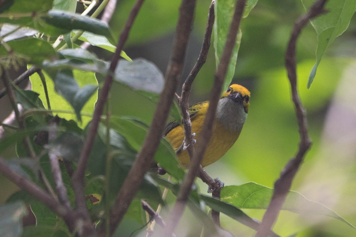 Silver-throated Tanager - ML618000832
