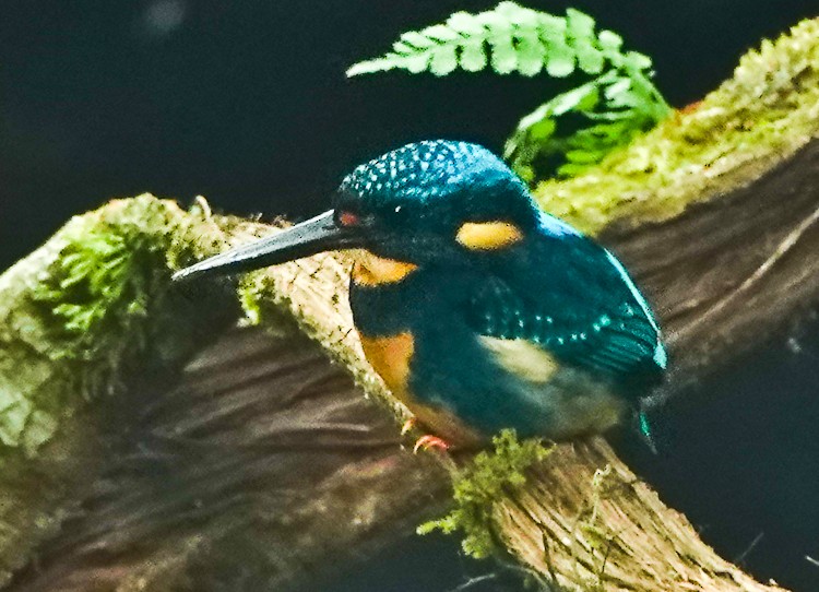 Indigo-banded Kingfisher - ML618000912