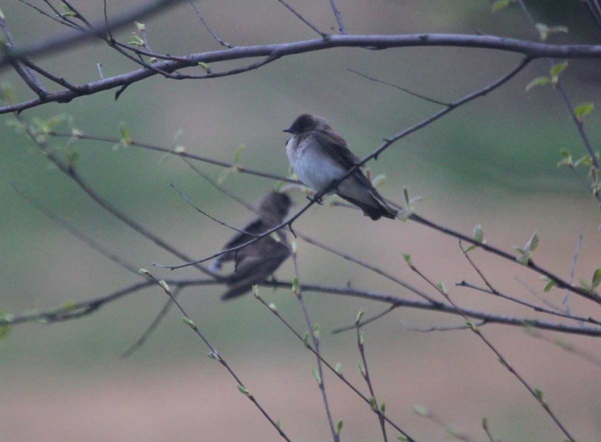 Northern Rough-winged Swallow - Samuel Perloff