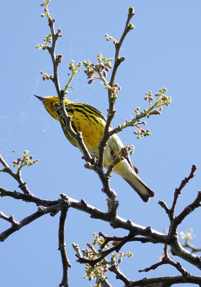 Cape May Warbler - ML618000923