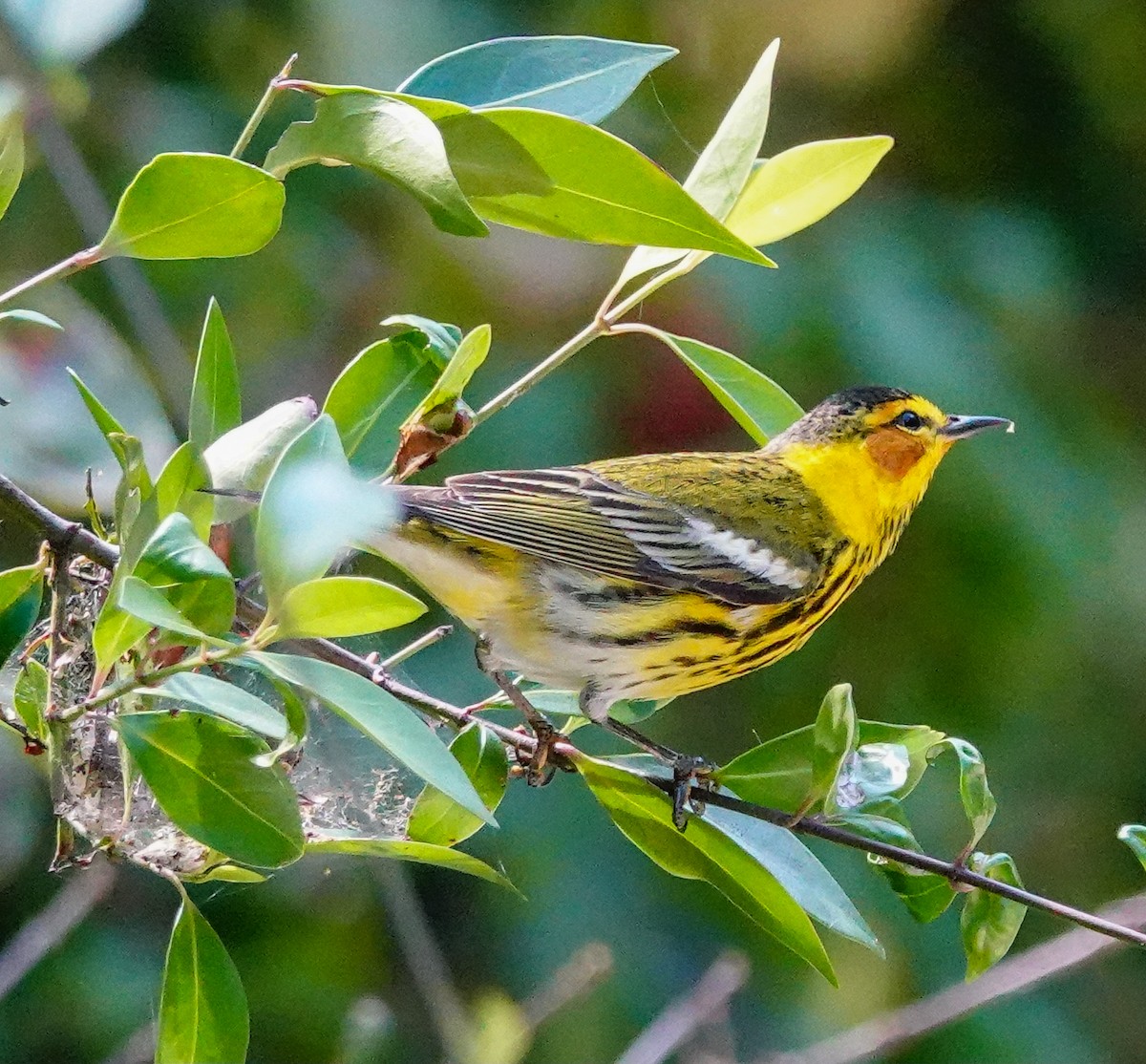 Cape May Warbler - ML618000924