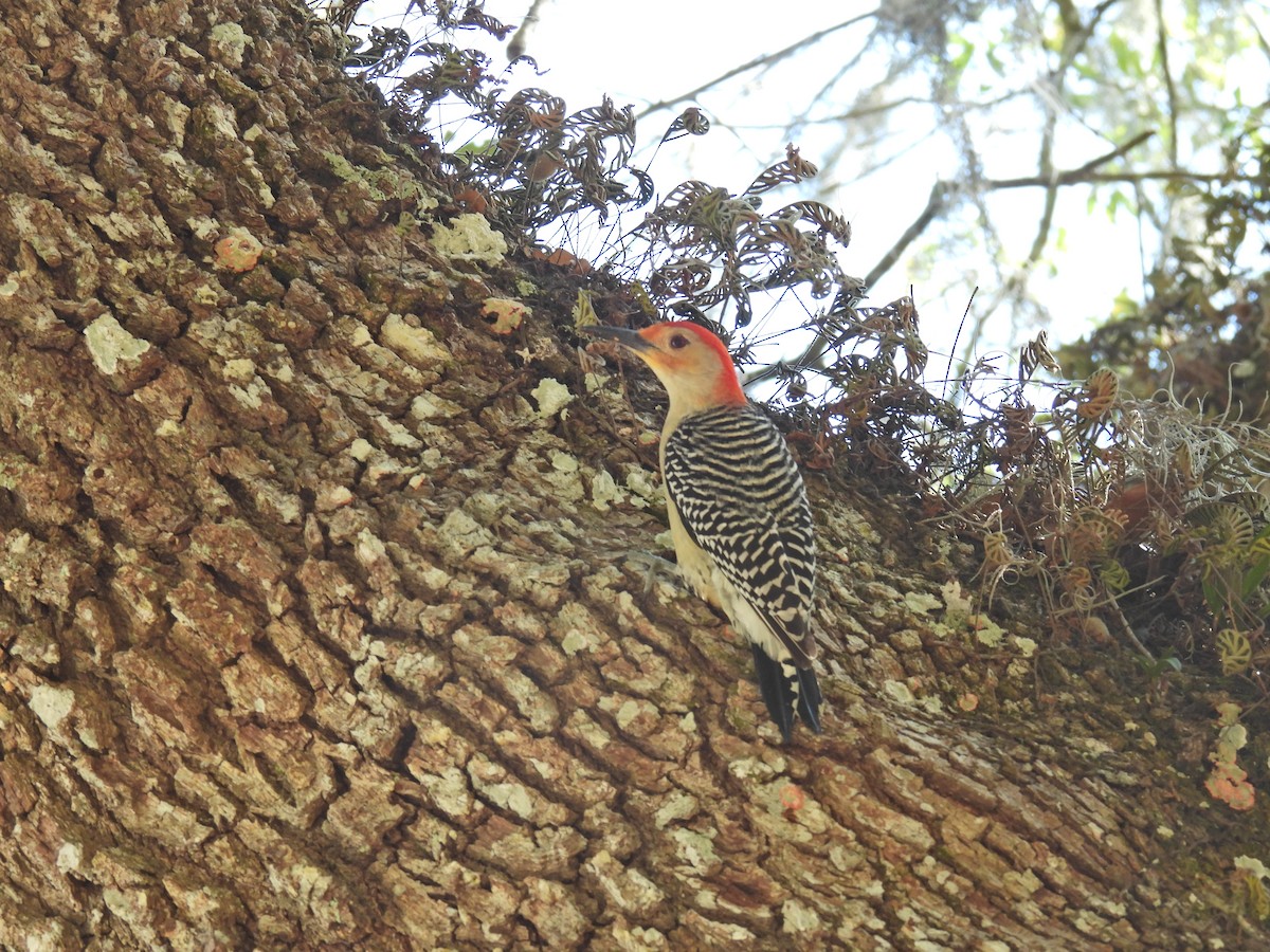 Red-bellied Woodpecker - ML618000931