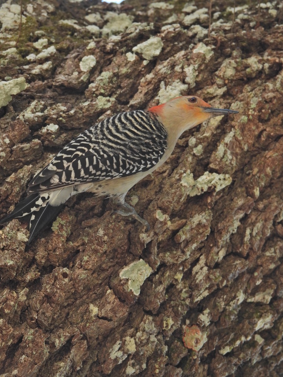 Red-bellied Woodpecker - ML618000932