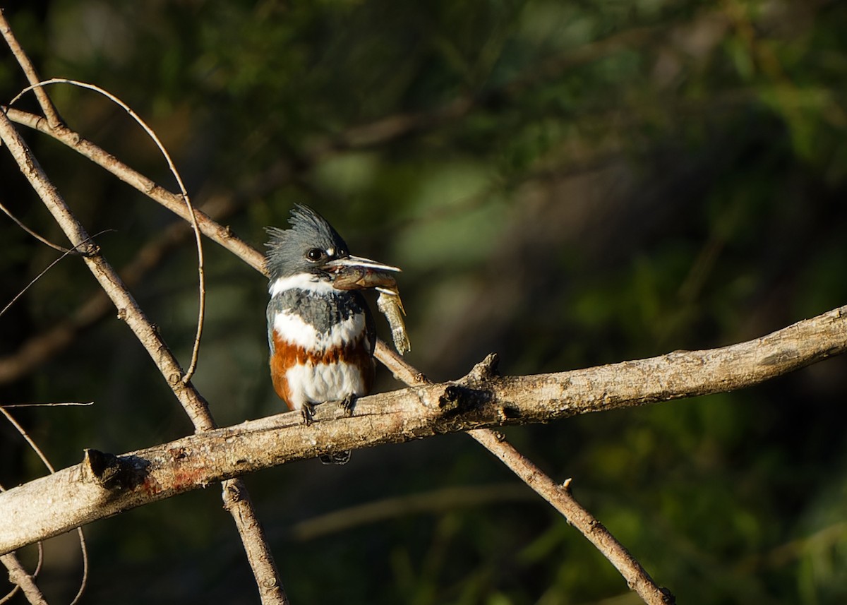 Belted Kingfisher - ML618000955