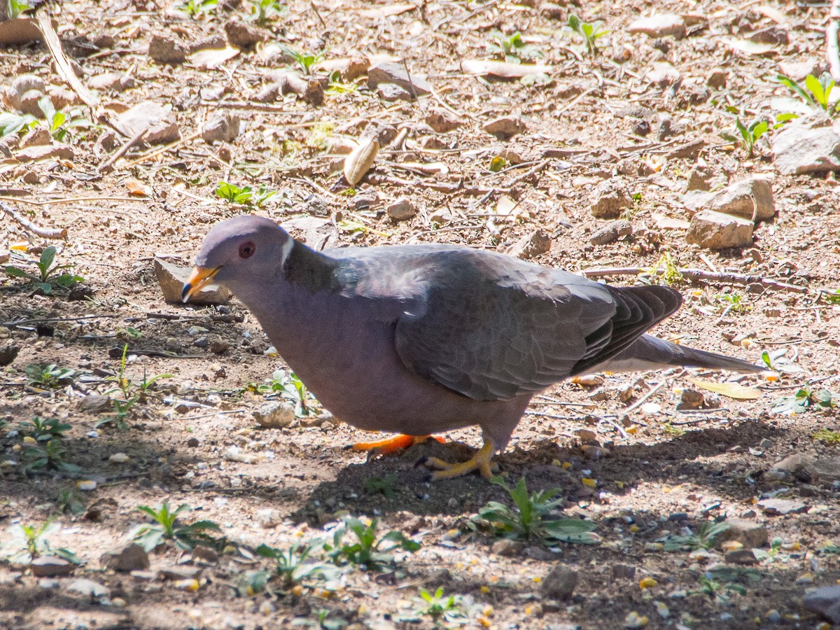 Band-tailed Pigeon - ML618000981