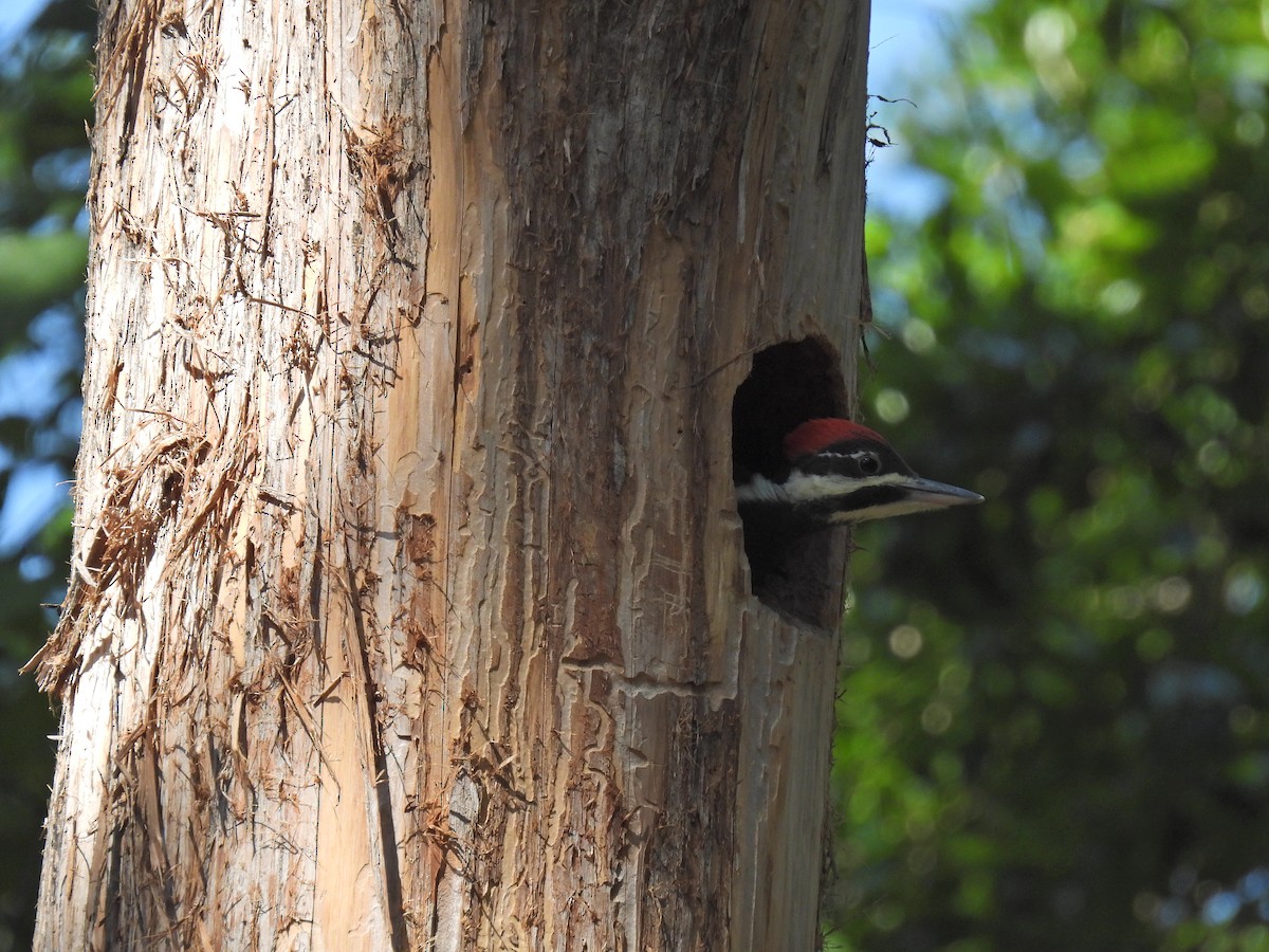 Pileated Woodpecker - James Smith