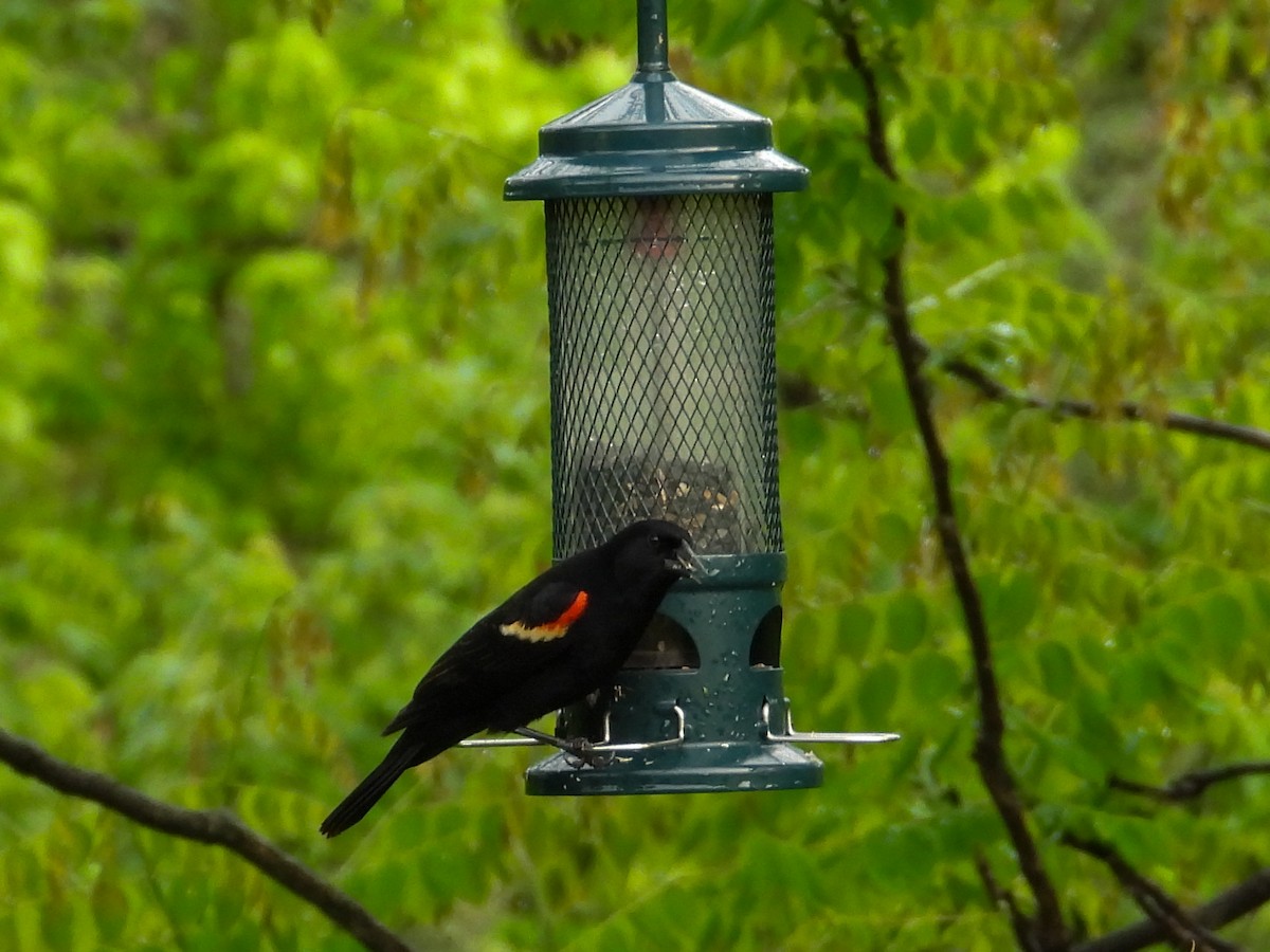 Red-winged Blackbird - ML618000990