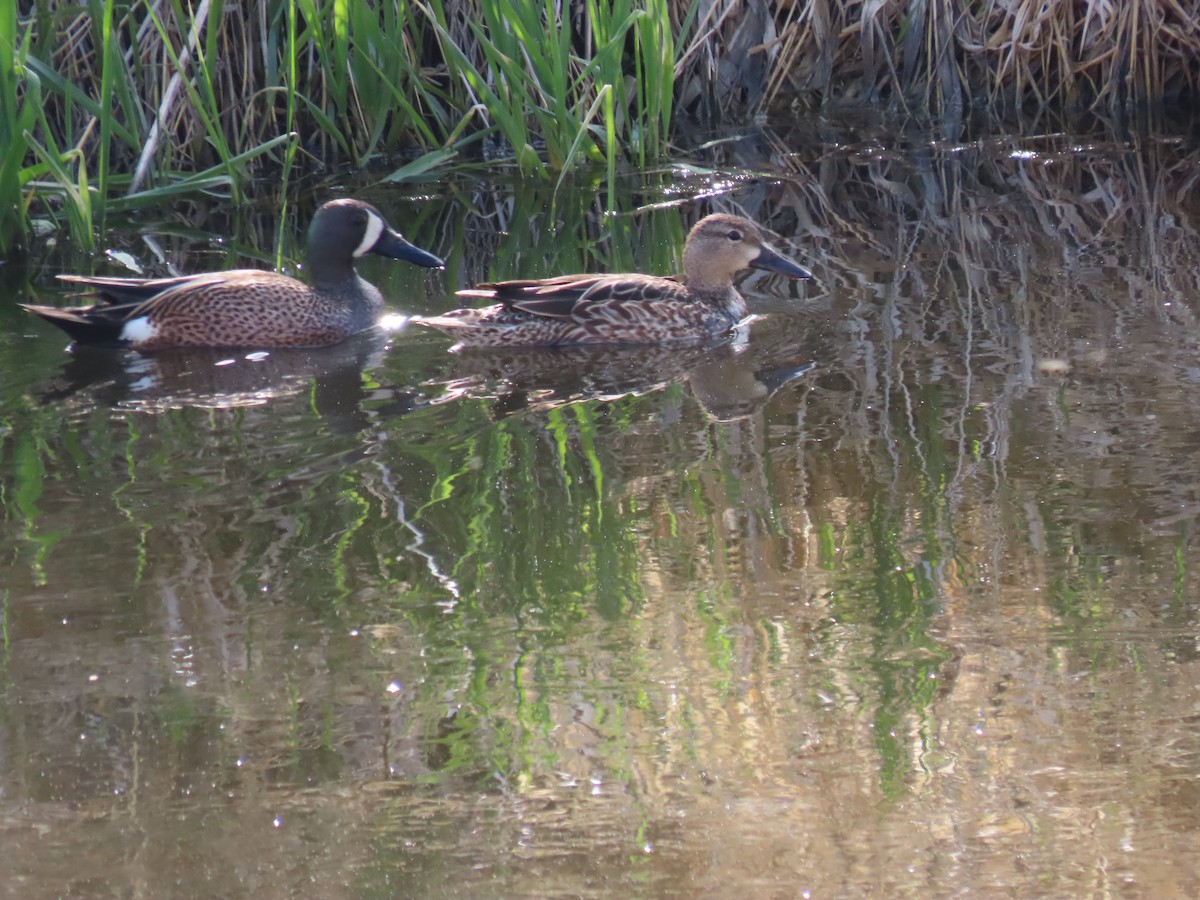 Blue-winged Teal - ML618001002