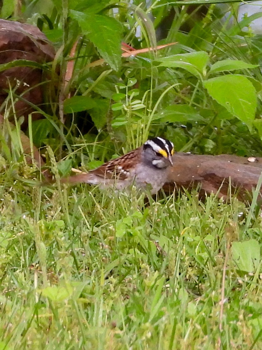 White-throated Sparrow - ML618001008