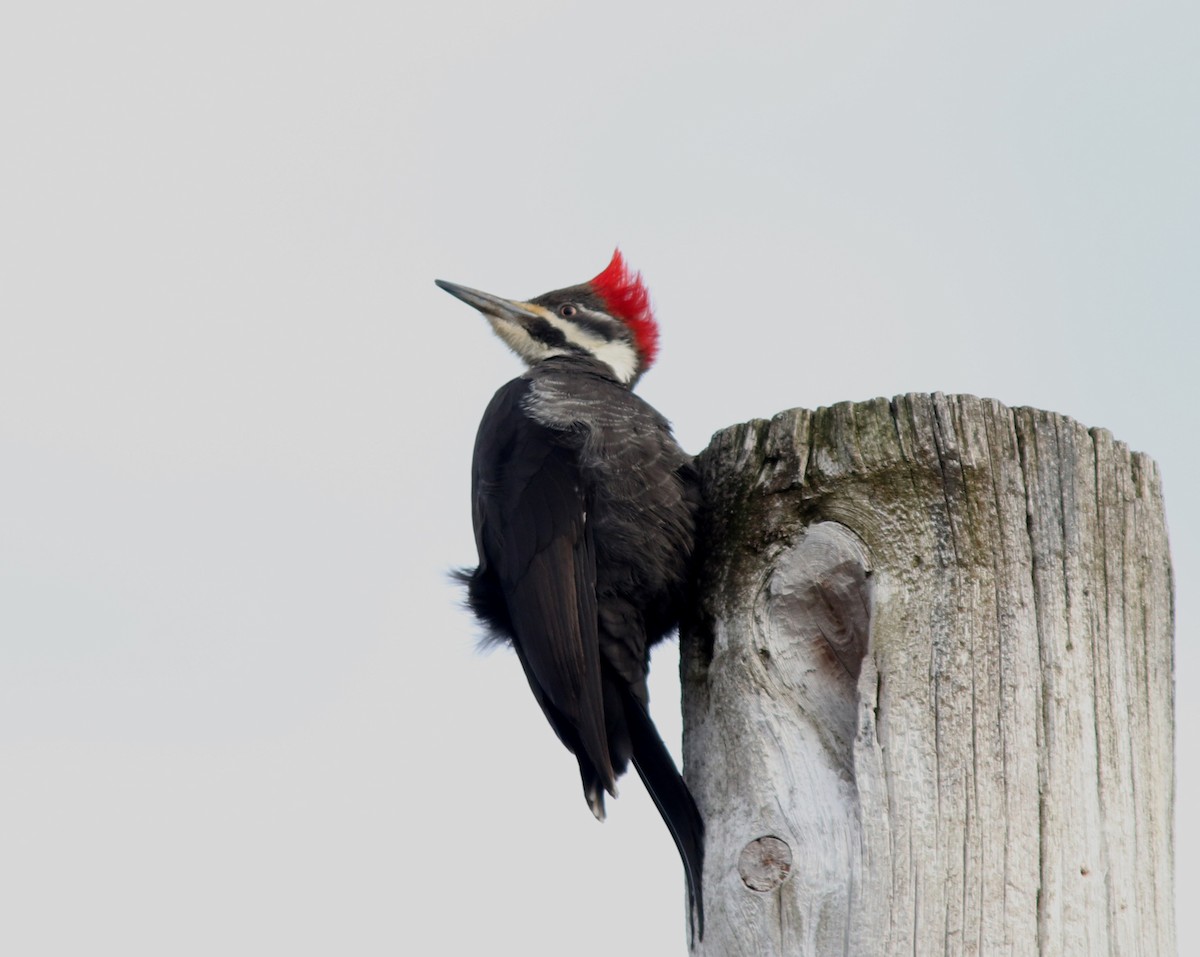 Pileated Woodpecker - Real Gauthier