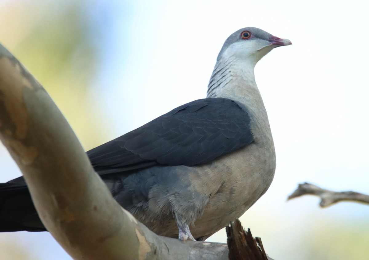 White-headed Pigeon - Sharon Redman
