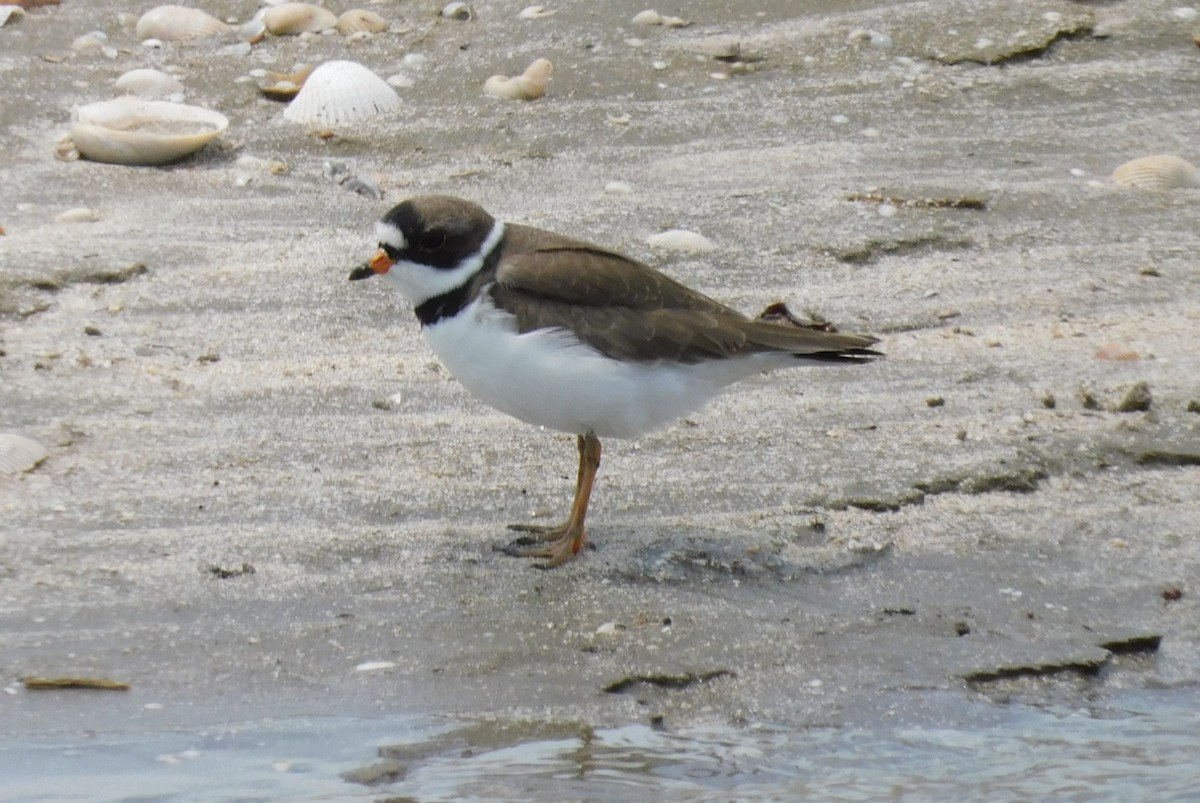 Semipalmated Plover - ML618001063