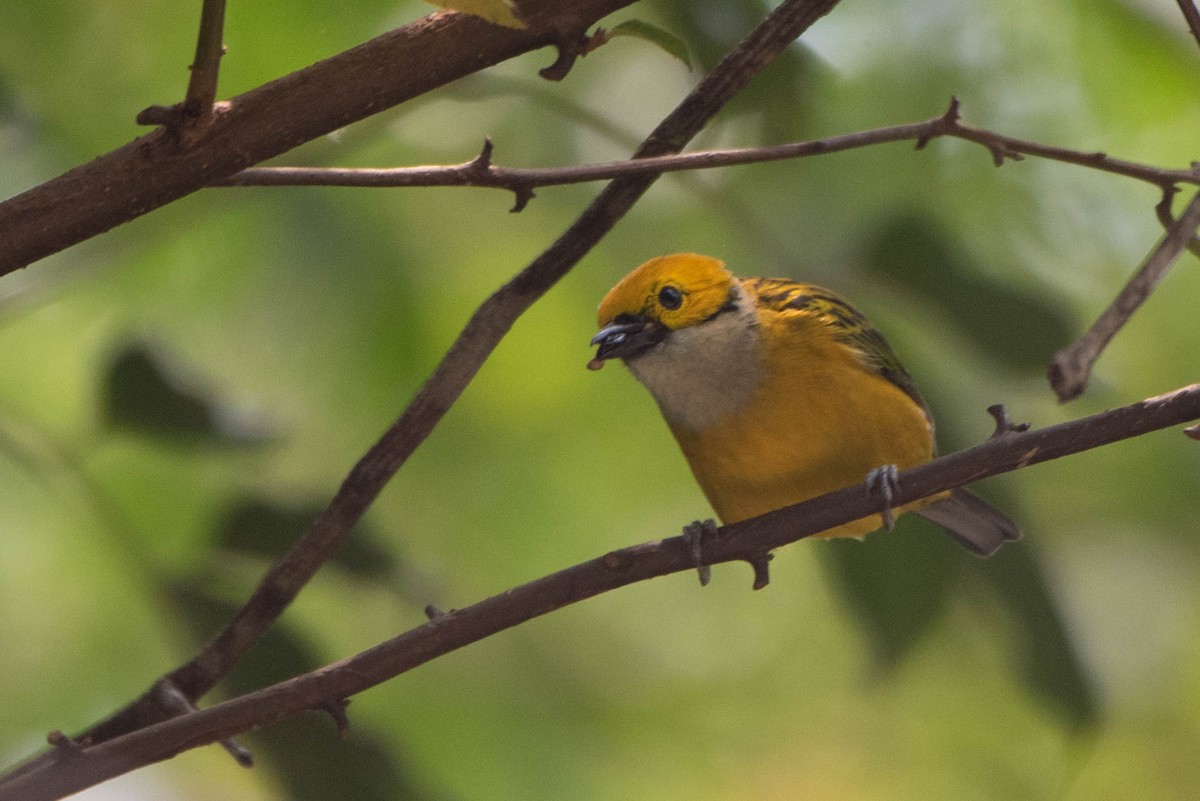 Silver-throated Tanager - ML618001073