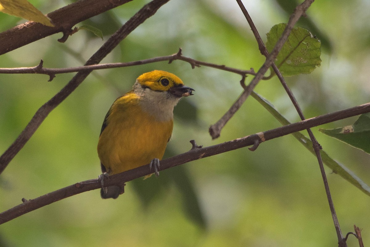 Silver-throated Tanager - ML618001074