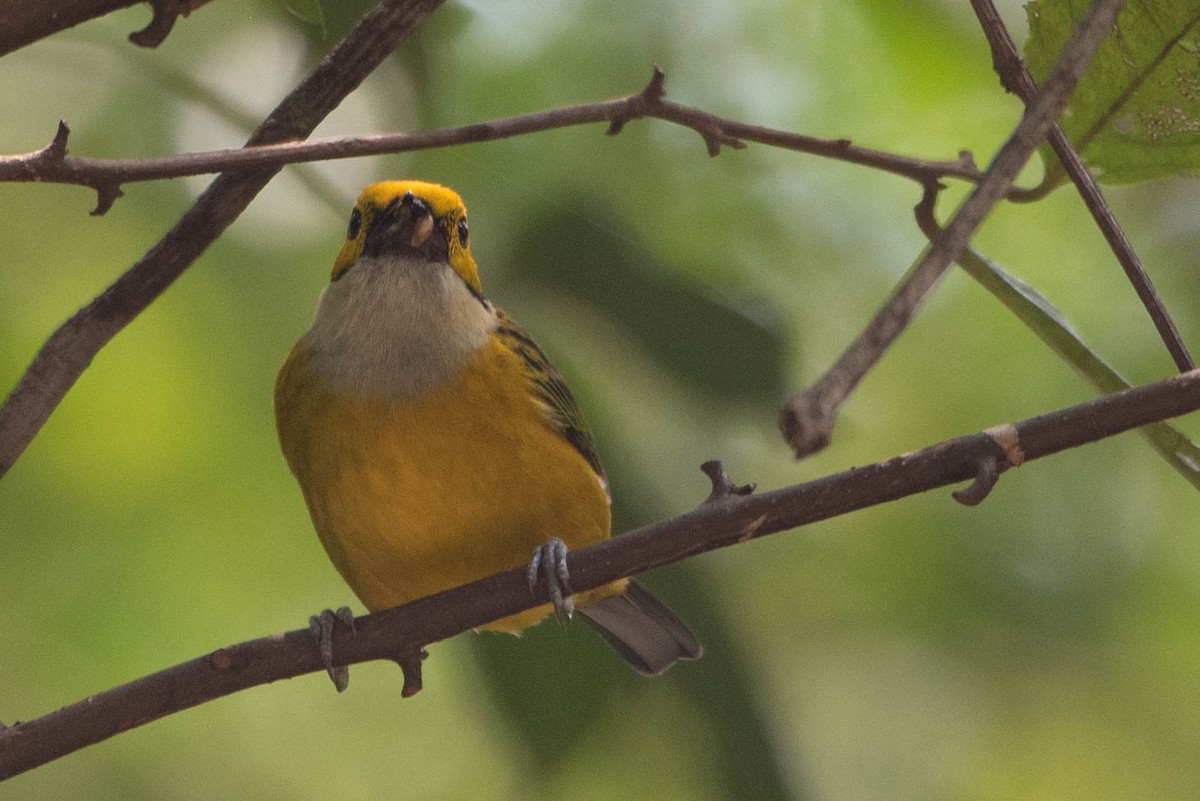 Silver-throated Tanager - ML618001075