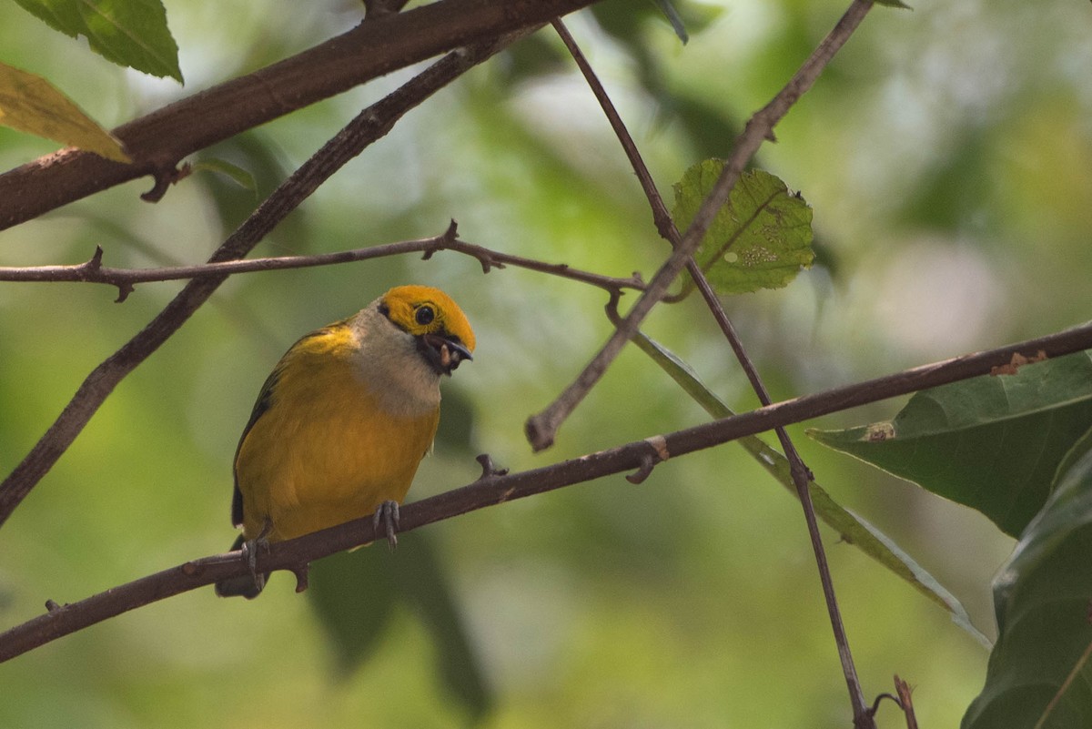 Silver-throated Tanager - ML618001076