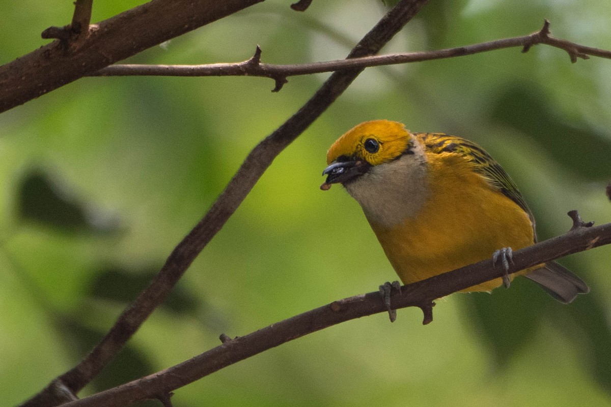 Silver-throated Tanager - ML618001077