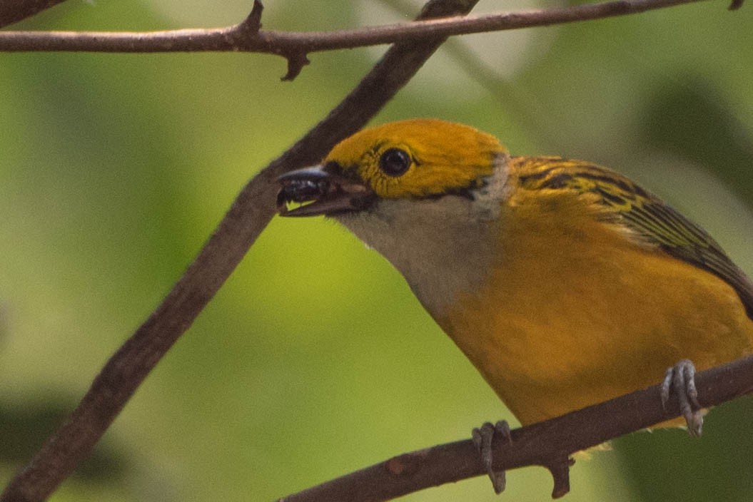 Silver-throated Tanager - ML618001078