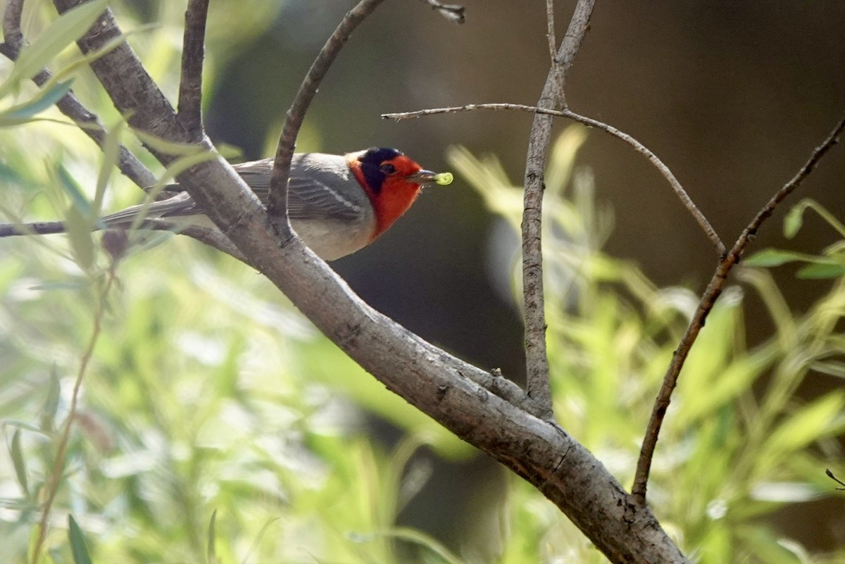 Red-faced Warbler - Fleeta Chauvigne