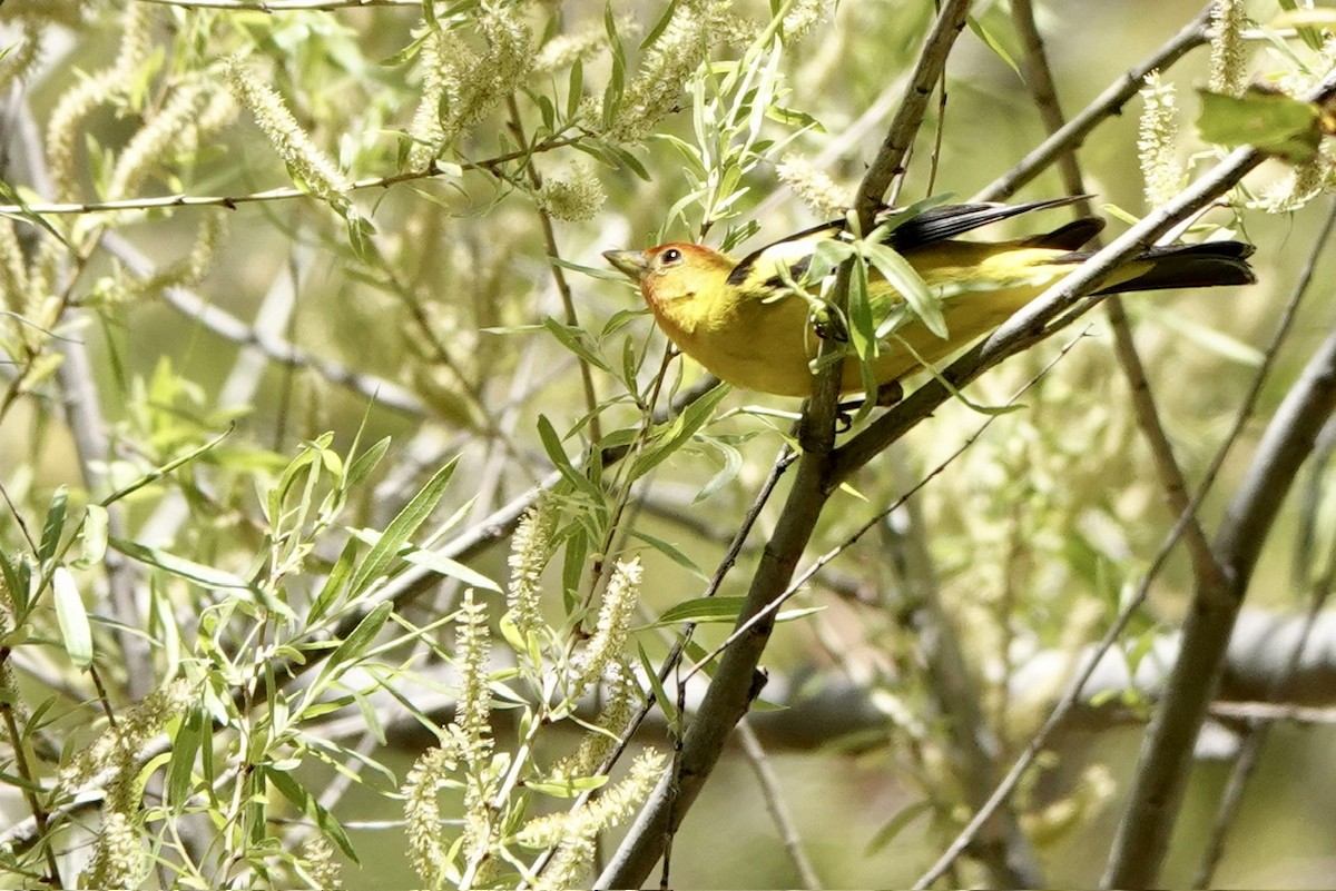 Western Tanager - ML618001133
