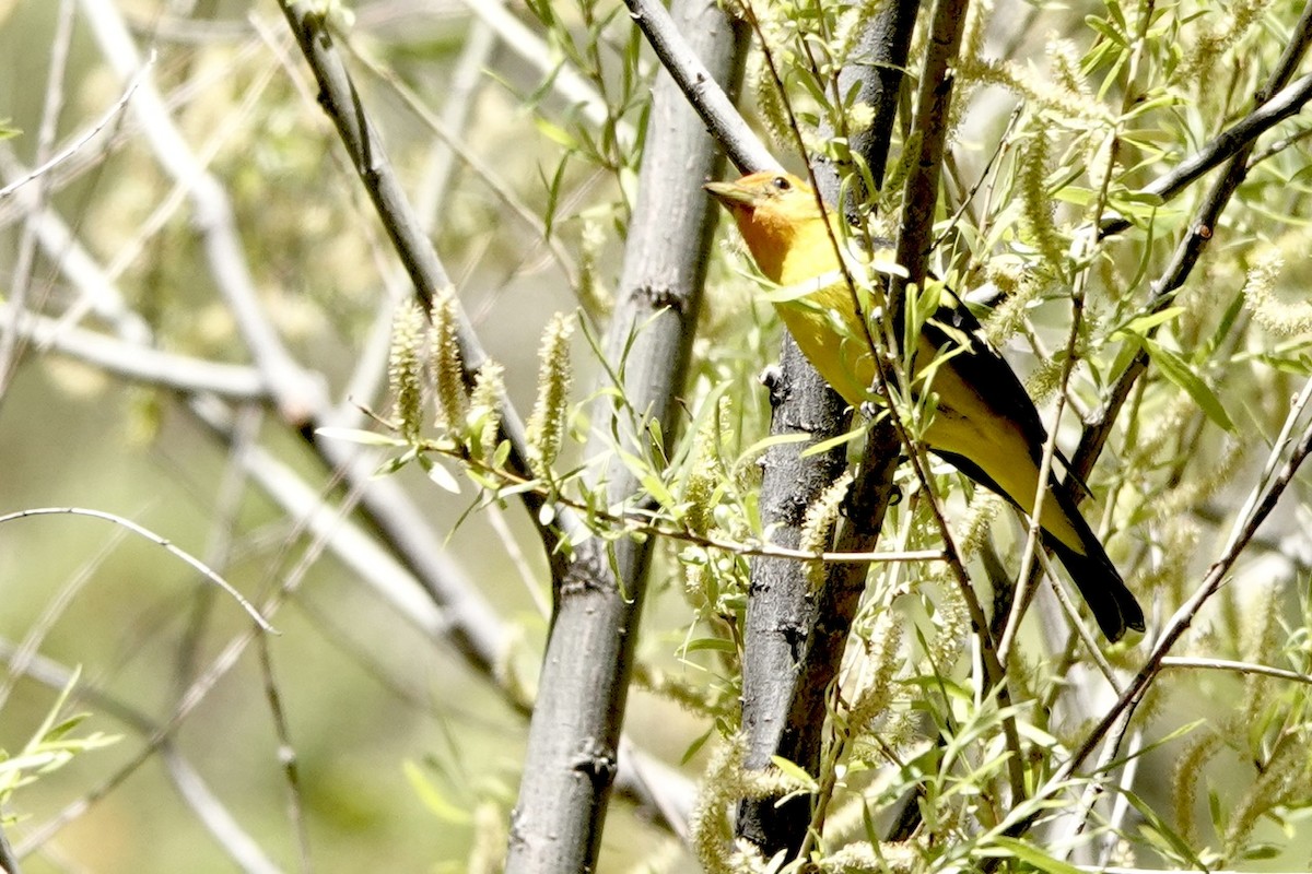 Western Tanager - ML618001134
