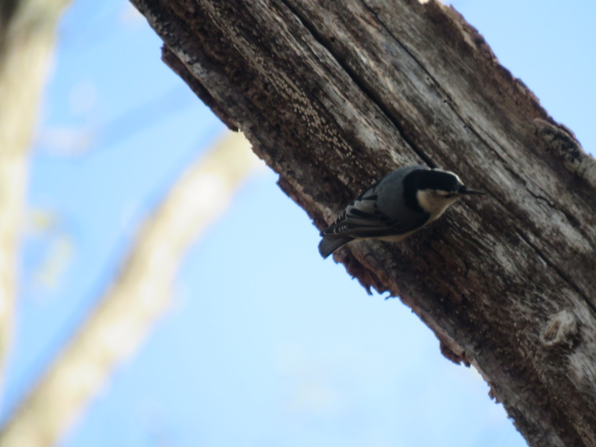 White-breasted Nuthatch - ML618001169