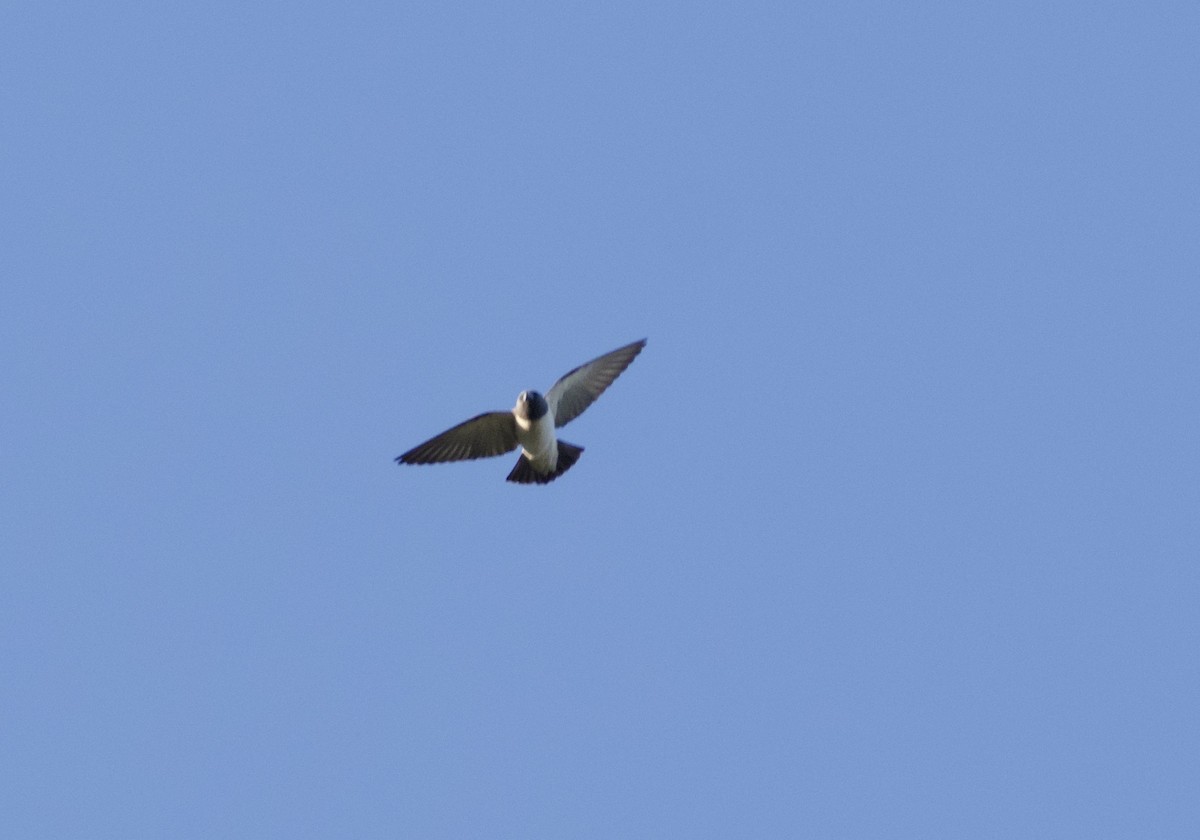 White-breasted Woodswallow - ML618001196