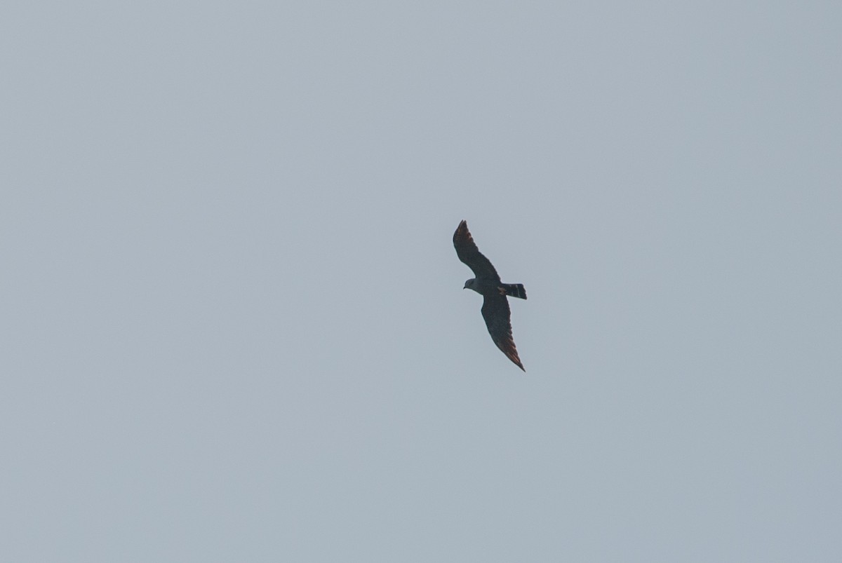 Plumbeous Kite - ML618001202
