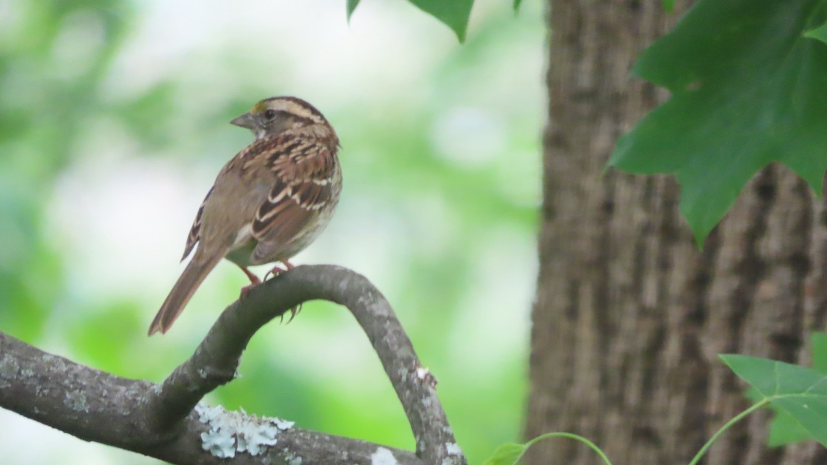 White-throated Sparrow - b gruff