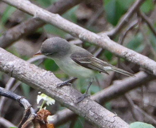 Bell's Vireo (Least) - Diane Etchison
