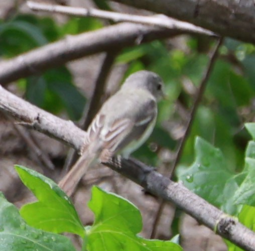 Bell's Vireo (Least) - Diane Etchison