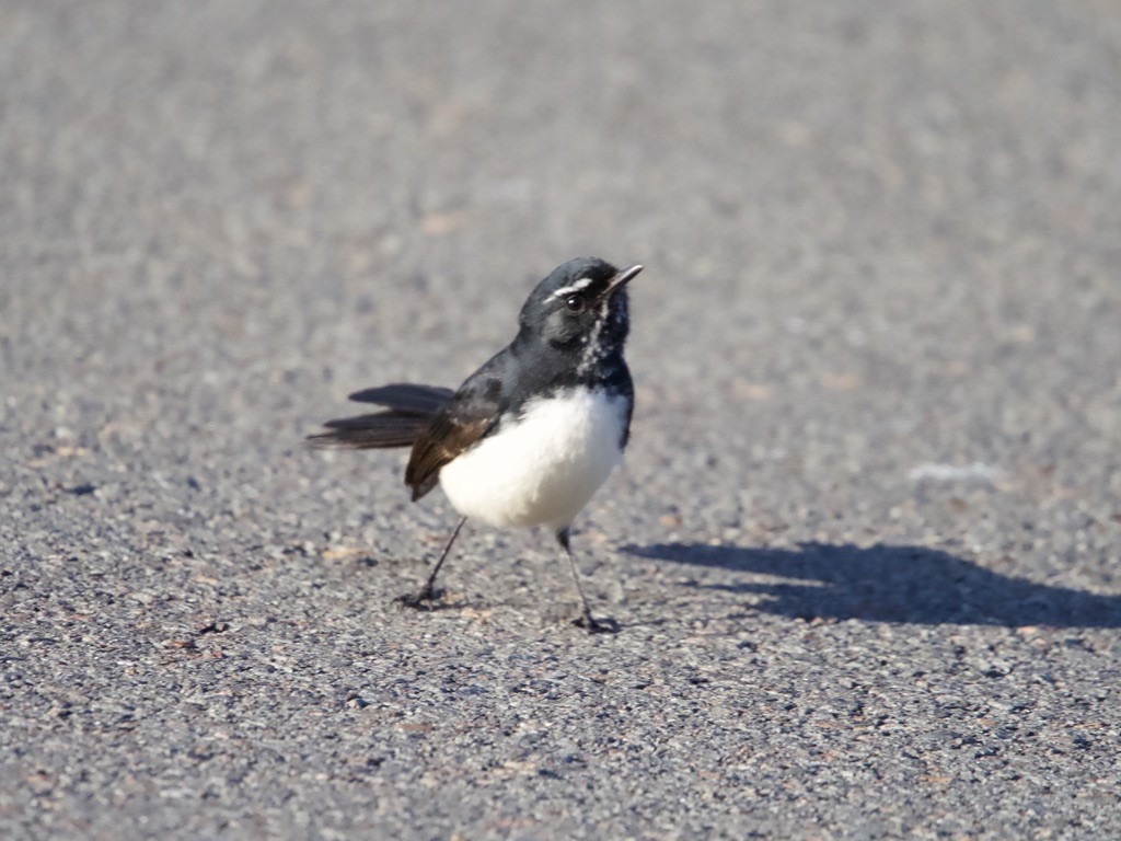 Willie-wagtail - ML618001247