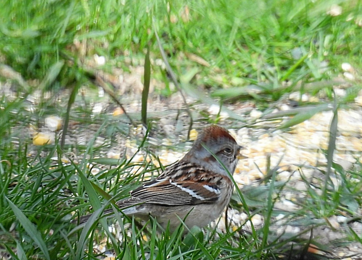 American Tree Sparrow - ML618001248